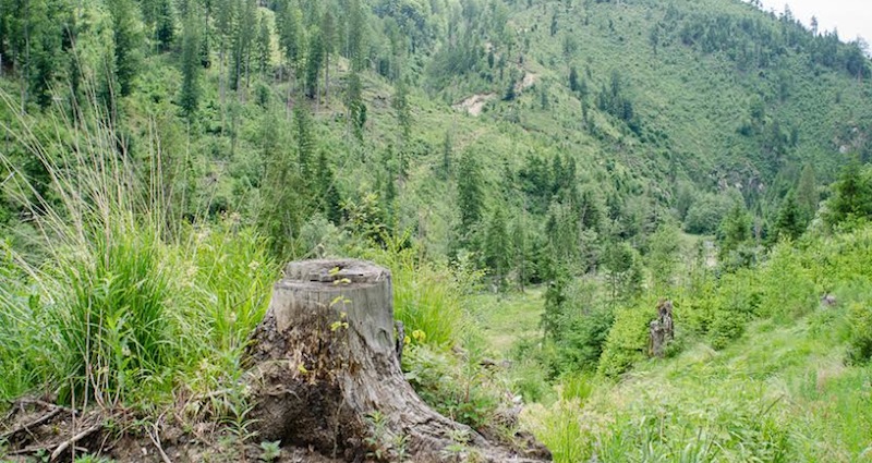 Roumanie : corruption et multinationales à l’assaut des forêts