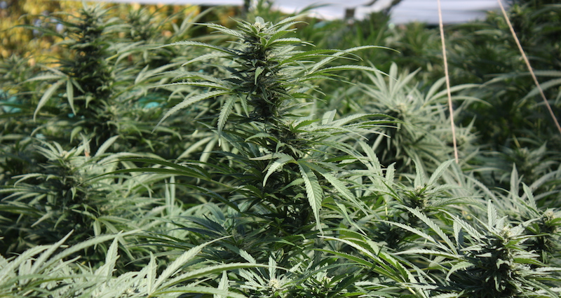 Drogues en Albanie : plus de 7 milliards d&rsquo;euros de cannabis détruits par la police