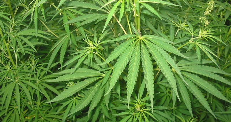 La Croatie autorise le cannabis à des fins thérapeutiques