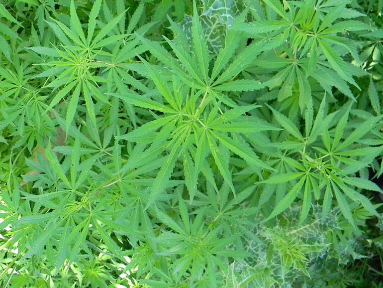 Albanie : la production de cannabis en hausse constante