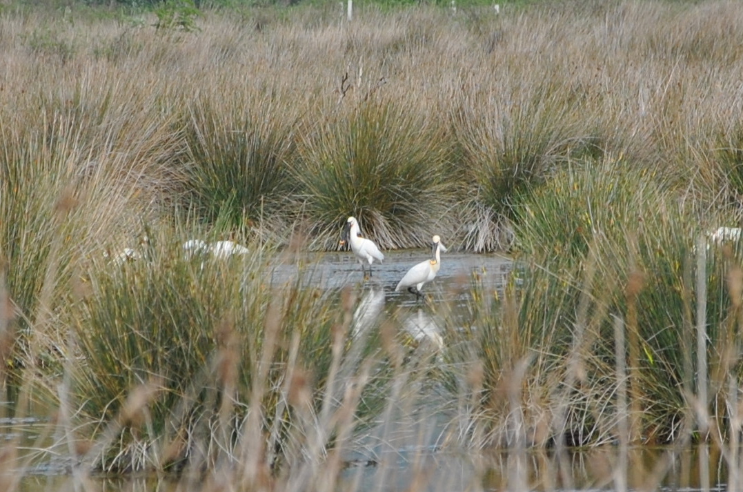 Portfolio | Migration des oiseaux : l&rsquo;Albanie à tire d&rsquo;ailes