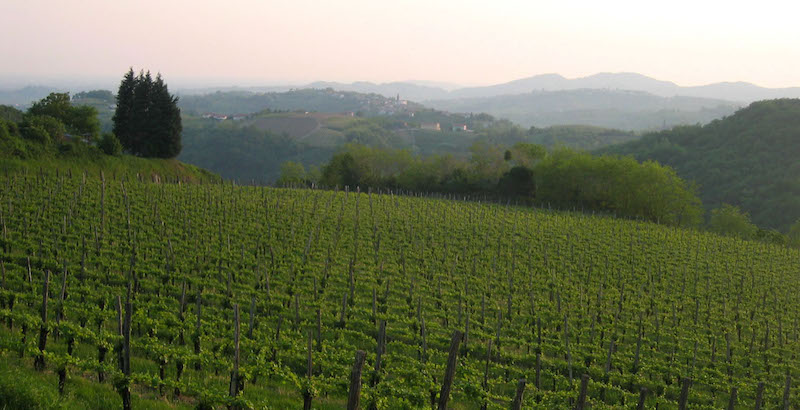 Viticulture en Slovénie : la renaissance des terroirs et des appellations