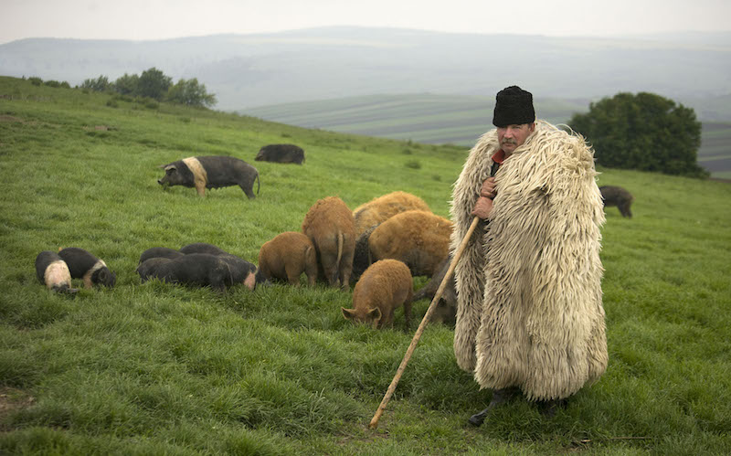 Roumanie : les cochons saxons de Transylvanie sont de retour