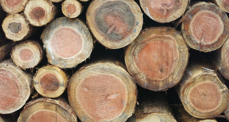 Ces municipalités de Serbie qui choisissent la biomasse
