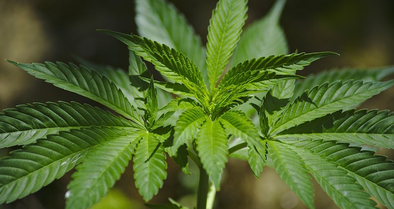 Albanie : douze tonnes de cannabis découvertes à la frontière avec la Grèce