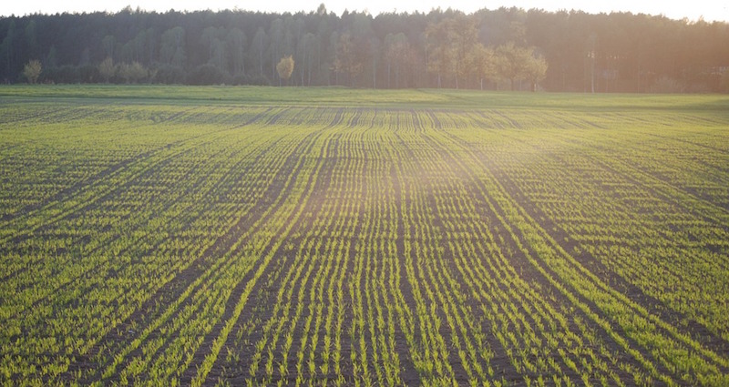 field-280856_960_720.jpg