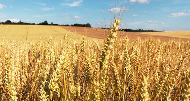 Serbie : la détresse des petits agriculteurs forcés de céder leurs terres