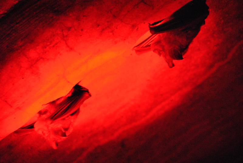 Albanie : les bunkers d&rsquo;Enver Hoxha, nouveaux refuges des chauves-souris