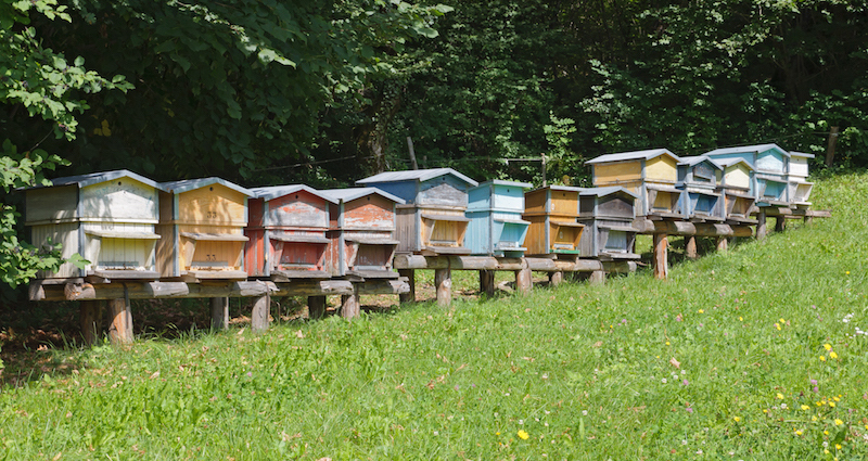 Cannabis et pesticides en Albanie, alertez les abeilles !