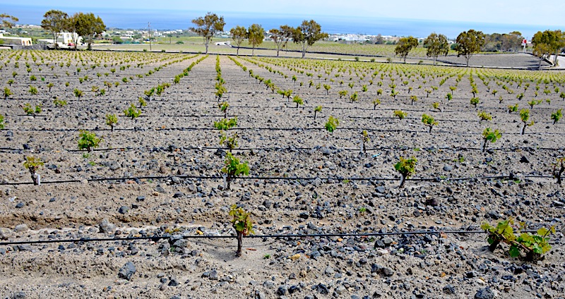Grèce : les secrets du vin volcanique de Santorin
