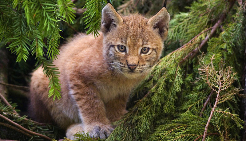 Mobilisation générale pour sauver les derniers lynx de Slovénie