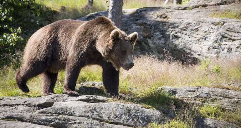 Roumanie : feu vert à l&rsquo;abattage de 140 ours et 97 loups