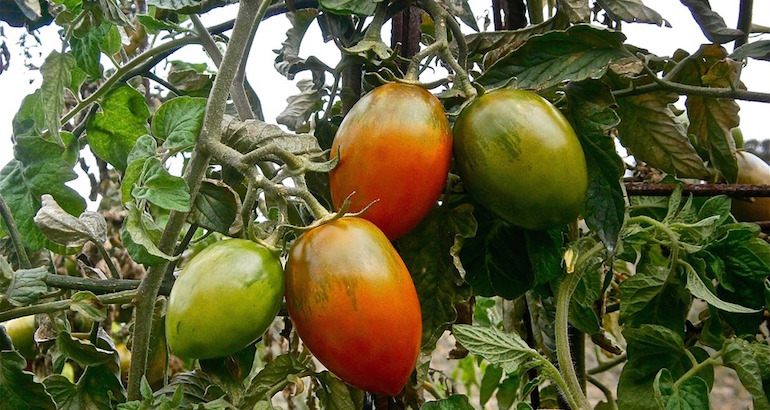 fruit-192755_960_720.jpg
