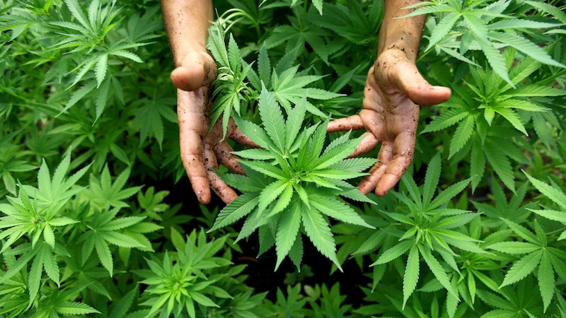 Trafic de cannabis : «la mafia albanaise fait désormais jeu égal avec ses concurrentes italiennes»