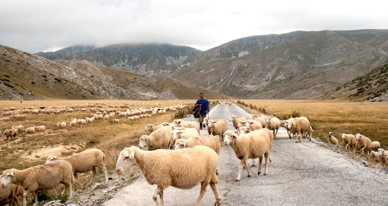 Avec Gojčo, un des derniers bergers de Macédoine