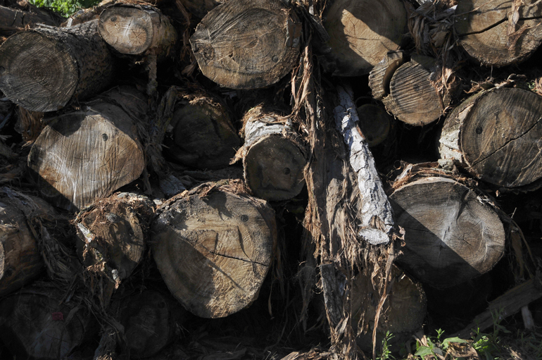 Abattage illégal des arbres : les forêts de Serbie en danger