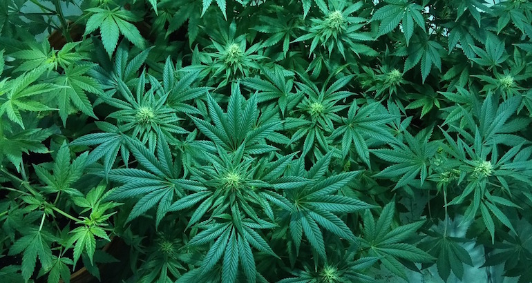 marijuana-1114713_960_720.jpg
