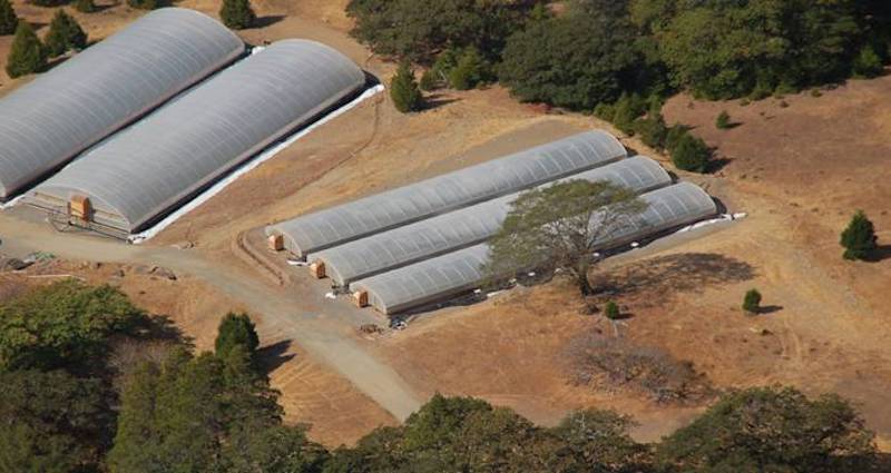 Ces « trimmigrants » du Monténégro qui partent cultiver le cannabis en Californie