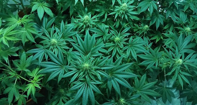 Macédoine : le frère du Premier ministre se lance dans le cannabis médicinal