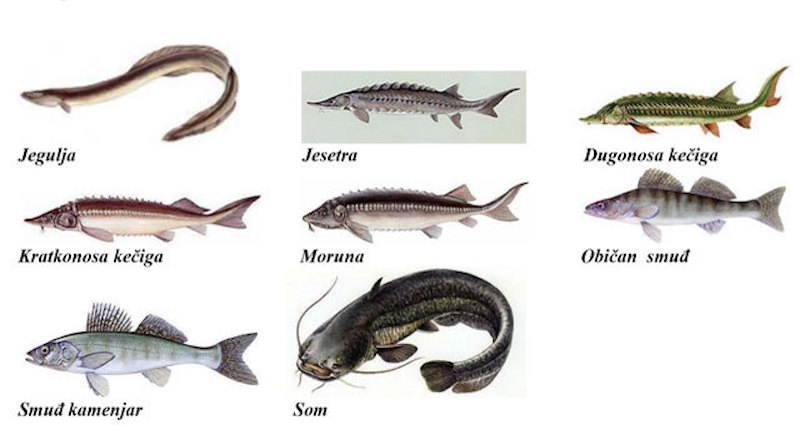 Les rivières des Balkans au risque des barrages : alertez les poissons !
