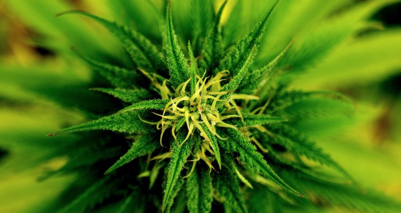 Serbie : cannabis médicinal, le trafic qui sauve des vies