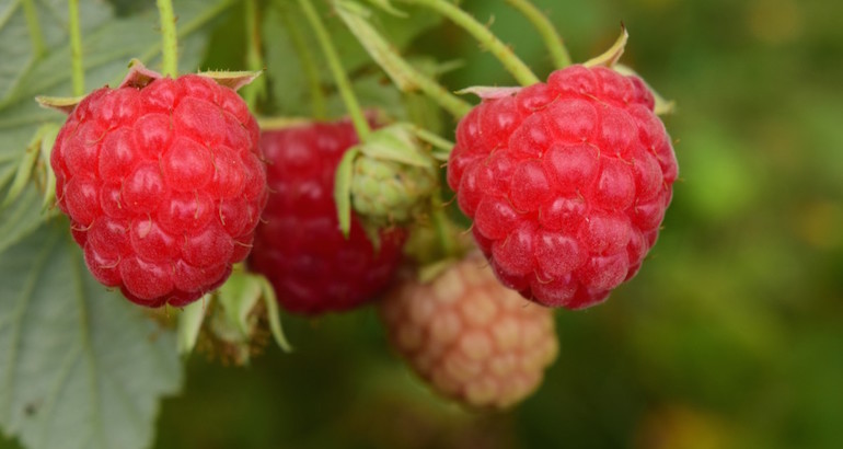 Serbie : la framboise, «&nbsp;l&rsquo;or rouge&nbsp;» qui pourrait rendre les paysans riches, mais…