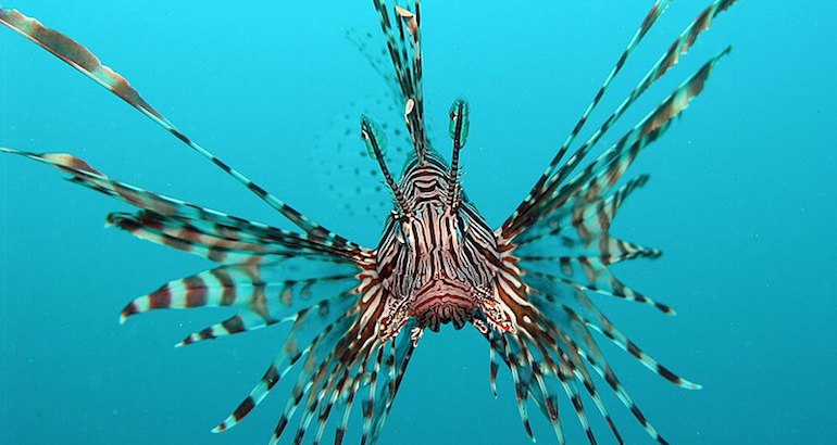 Monténégro : de nouvelles espèces invasives menacent l’écosystème de l&rsquo;Adriatique