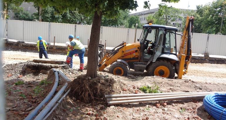 Bulgarie : à Sofia, les grands arbres, premières victimes de la «&nbsp;modernisation&nbsp;»