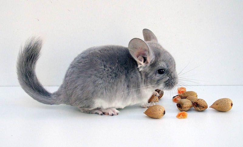 La Serbie interdit l’élevage d&rsquo;animaux pour leur fourrure