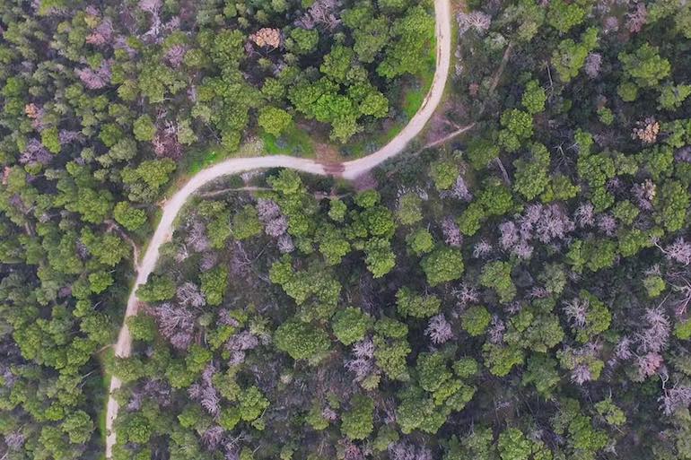 Croatie : massacre à la tronçonneuse dans la forêt de Split