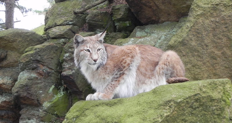 Slovénie : l&rsquo;appel aux lynx de Roumanie et de Slovaquie