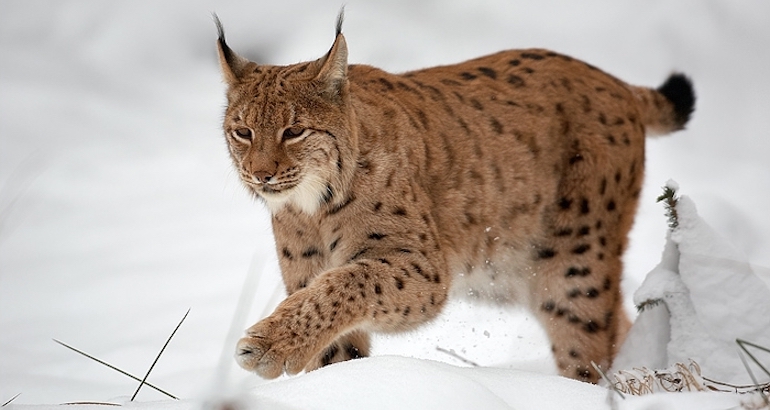 La Croatie et la Slovénie s&rsquo;unissent pour mieux protéger leurs ours, lynx et loups