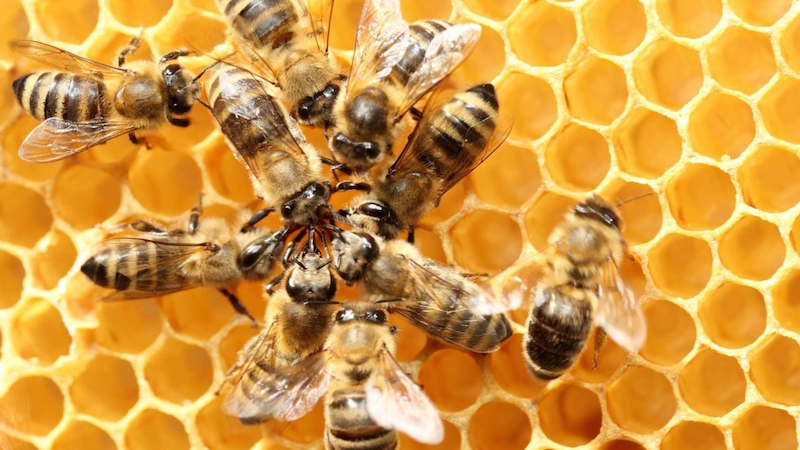 Balkans : les abeilles menacées par l’usage de pesticides interdits