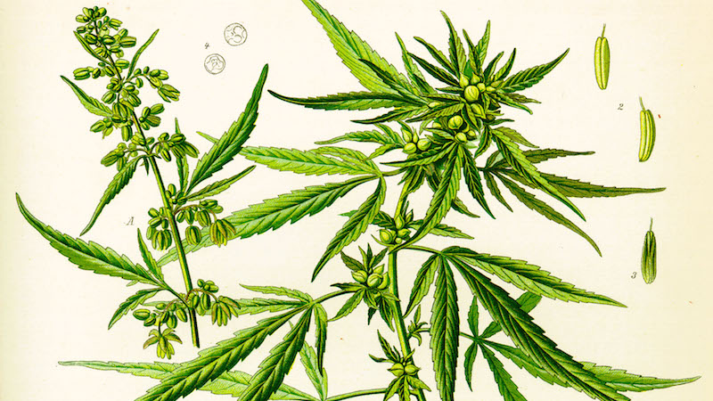 cannabis_sativa__ko_hler_.jpg