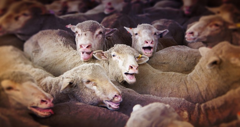 Roumanie : le calvaire de 70 000 moutons destinés au Golfe persique
