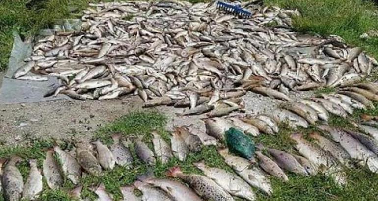 Catastrophe écologique dans deux rivières du nord du Monténégro