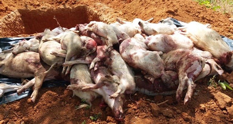 Porcs abattus en Côte d'Ivoire à cause de l'épidémie de peste porcine.