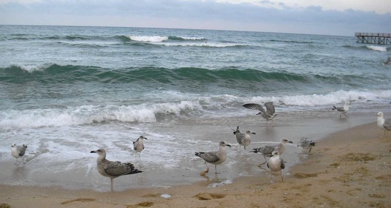Environnement : l&rsquo;inexorable asphyxie de la mer Noire
