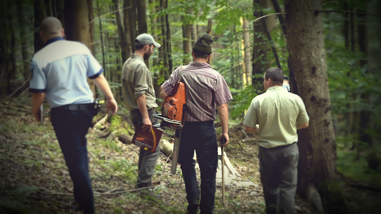 Roumanie : comment la mafia du bois ravage les forêts de Bucovine