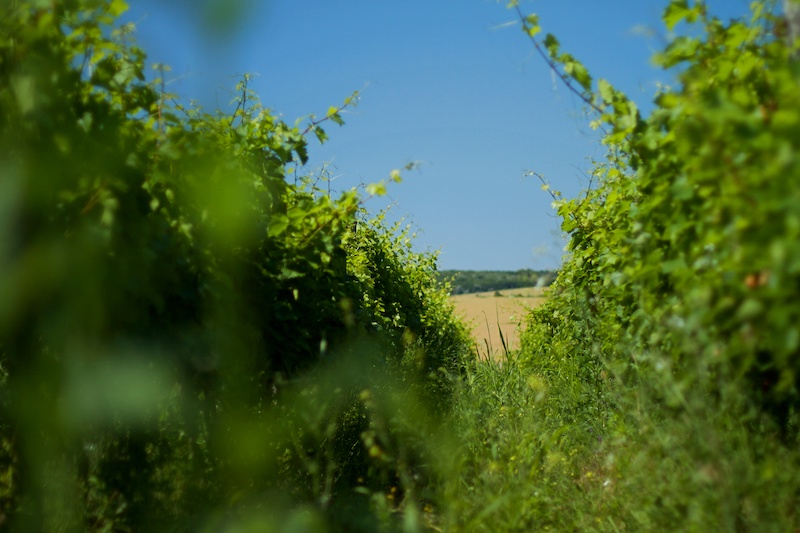Balkans : la naissance d&rsquo;un réseau régional des vins