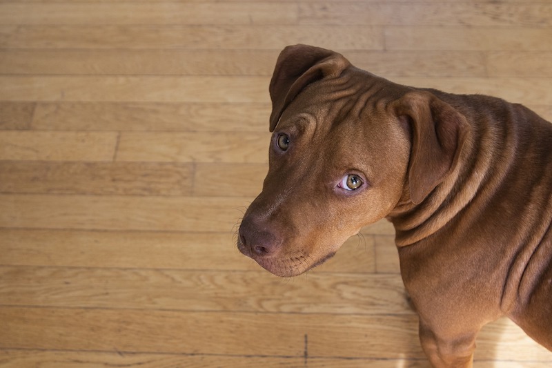 Jeux d&rsquo;argent, jeux de mort : les combats de chiens au Monténégro
