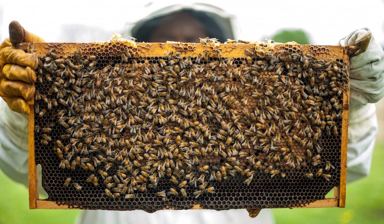 agriculture_apiary_beehive_beekeepers_beekeeping_bees_beeswax_close_up-1534439.jpg_d.jpg
