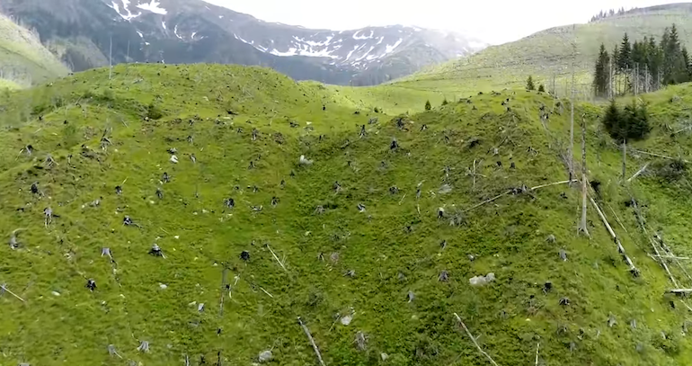 Forêts, meurtres et omerta en Roumanie : comment sauver les poumons de l&rsquo;Europe ?