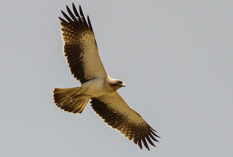 Serbie : cent ans plus tard, l’aigle botté fait son retour