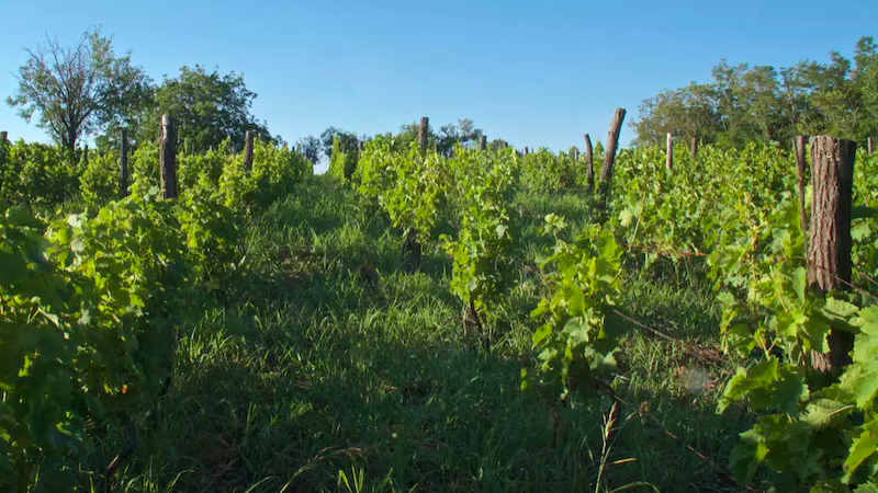 Gastronomie : le vin en Serbie, une si longue histoire