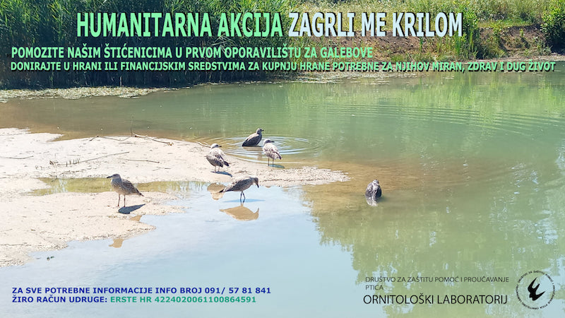 Protection des oiseaux : l&rsquo;unique refuge pour mouettes de Croatie est menacé