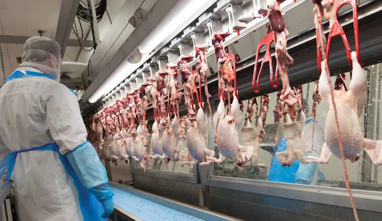 Vu de Roumanie : l&rsquo;Allemagne va encadrer le travail temporaire dans les abattoirs