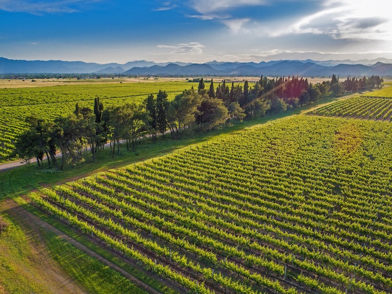 Monténégro : le producteur de vin Plantaže dans le rouge