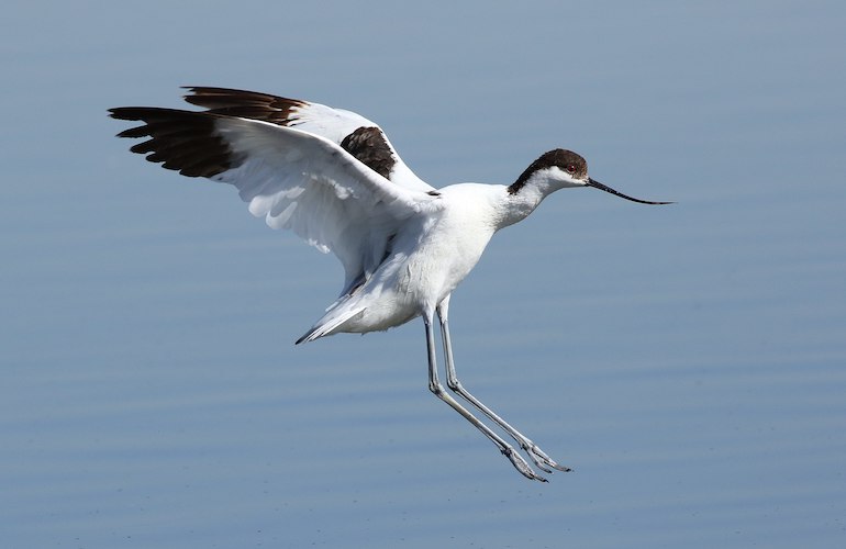 Albanie : 200 espèces d&rsquo;oiseaux menacées par la construction d&rsquo;un aéroport à Vlora