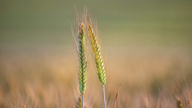 Semences agricoles : la Croatie dit oui aux lobbies